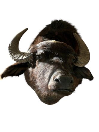 Taxidermy buffalo head